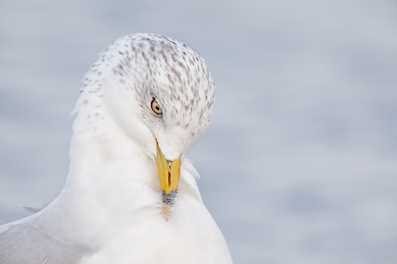 Ring-biled-Gull-adult-winter-preening-upper-breast-_W5A0202-Heckscher-State-Park,-Long-Island,-NY