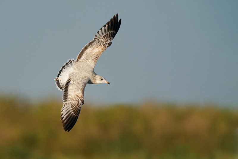 Ring-billed-Gull-first-winter-_A9B0704-Taylor-oilfields-High-Island-TX-1