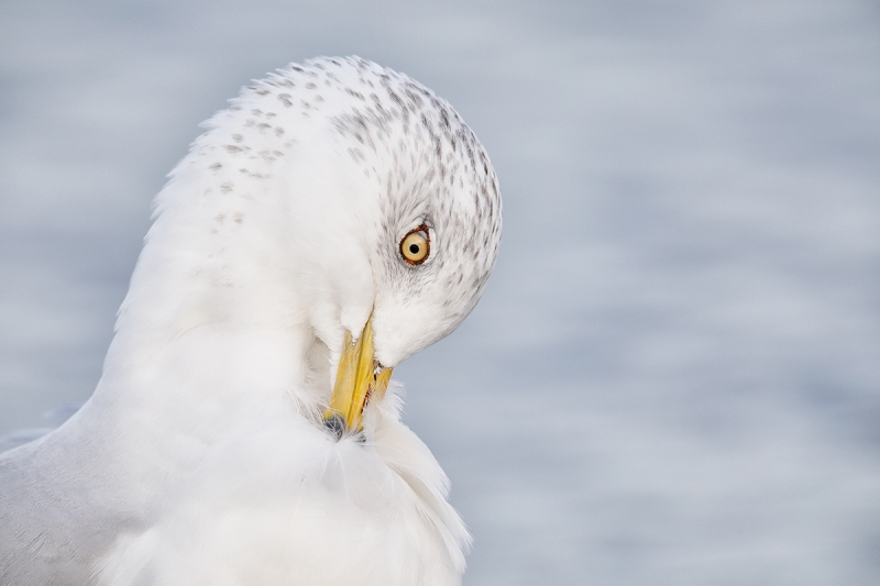 Ring-billed-Gull-preening-neck-LAYERS-_W5A0212-Heckscher-State-Park,-Long-Island,-NY