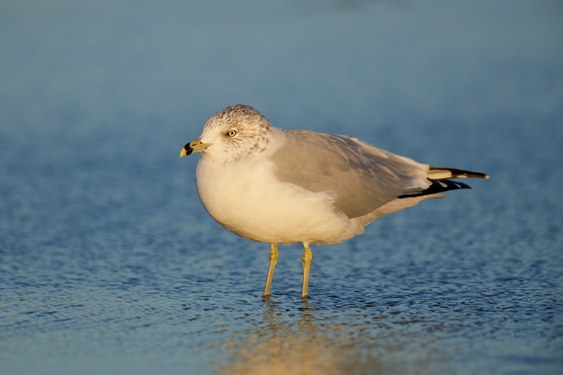 Ring-billed-Gull-winter-plumage-adult-_W5A9799-Long-Island,-NY