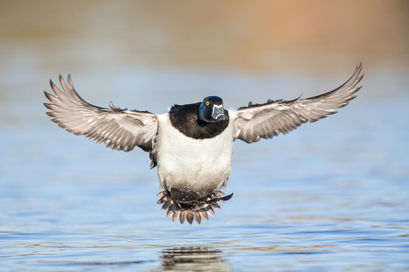 Ring-necked-Duck-drake-landing-_DSC1506--Gilbert-Water-Ranch-Riparian-Preserve,-AZ