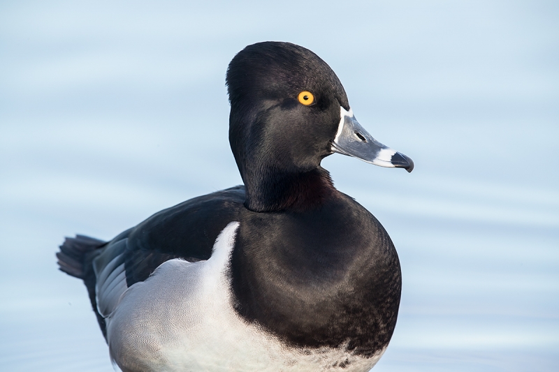 Ring-necked-Duck-drake-partial-body-shot-_J1I6614--Gilbert-Water-Ranch,-Phoenix,-AZ