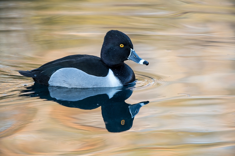 Ring-necked-Duck-in-shade-_DSC8830--Gilbert-Water-Ranch-Riparian-Preserve,-Phoenix,-AZ