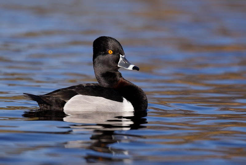 Ring-neckedDuck-drake-_W5A4725-La-Jolla,-CA