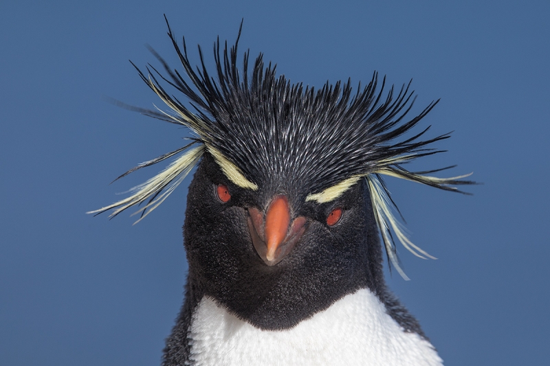 Rockhopper-Penguin-head-portrait-_W5A9223--The-Rookery,-Saunders-I.,-Falklands