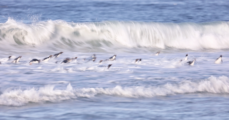 Rockhopper-Penguins-in-surf-blur-_P3A7682-Saunders-Island--The-Neck,-The-Falklands