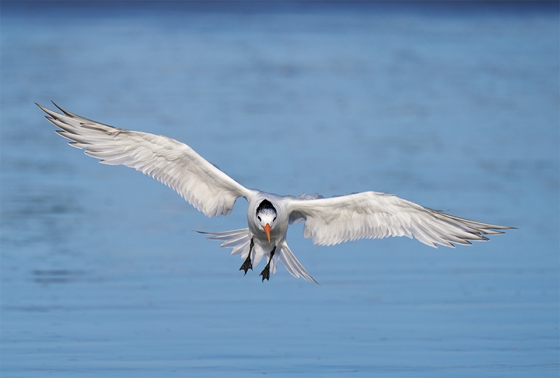 Rooyal-Tern.-braking-to-land-_A929056-Coronado-CA-1