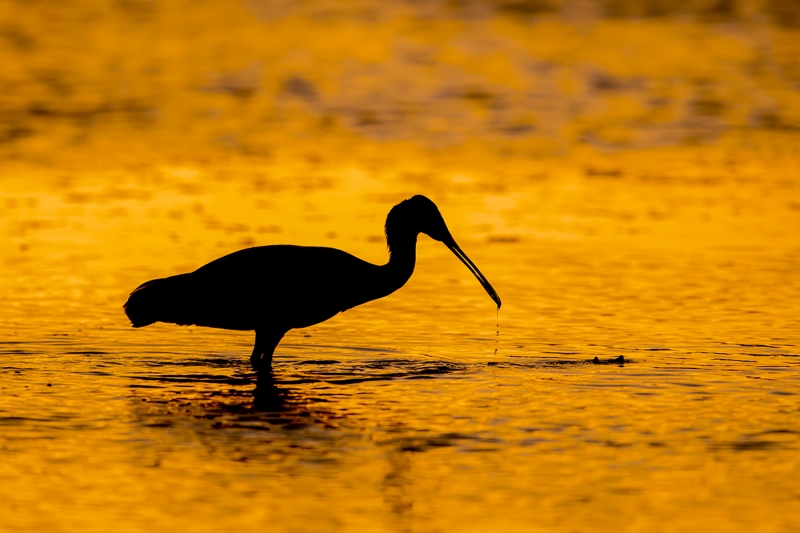 Roseate-Sponbill-dawn-silhouette-_MAI9115Fort-DeSoto-Park,-Tierra-Verde,-FL