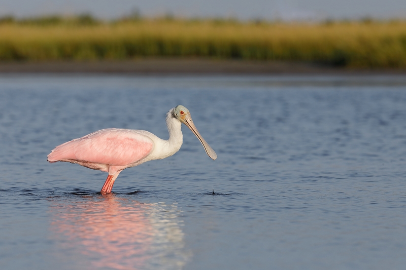 Roseate-Spoonbill-B---marsh-BKGR-_P3A0678--Fort-DeSoto-Park,-FL