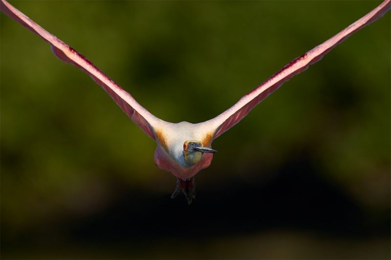 Roseate-Spoonbill-down-the-lens-barrel-1200mm-flight-_A928332-Alafia-Banks-Tampa-Bay-FL-1