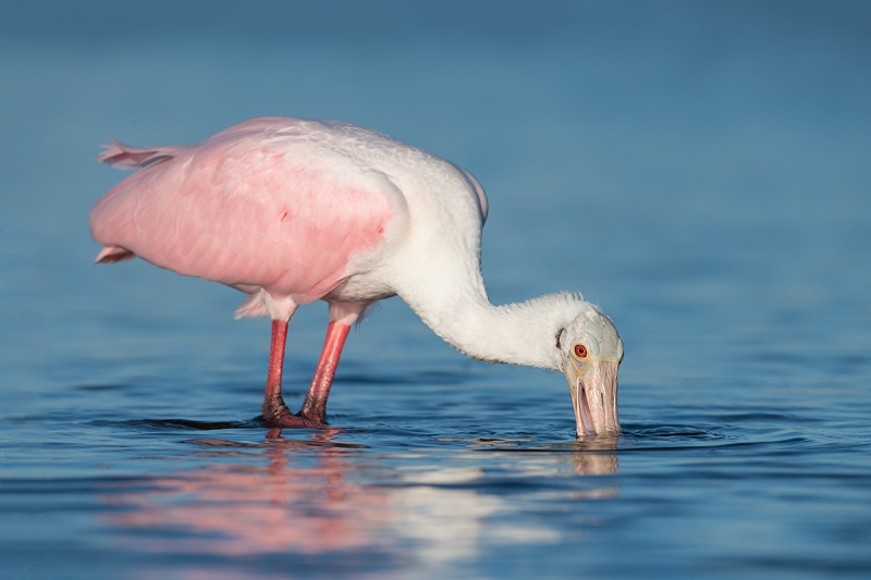 Roseate-Spoonbill-feeding-tight-_MAI9583-Fort-DeSoto-Park,-Tierra-Verde,-FL