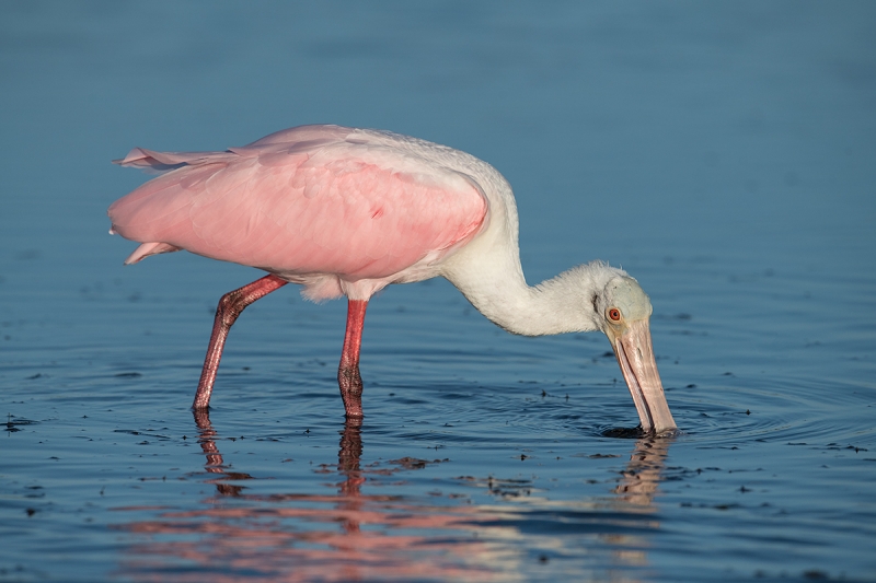 Roseate-Spoonbill-foraging-_MAI9418Fort-DeSoto-Park,-Tierra-Verde,-FL