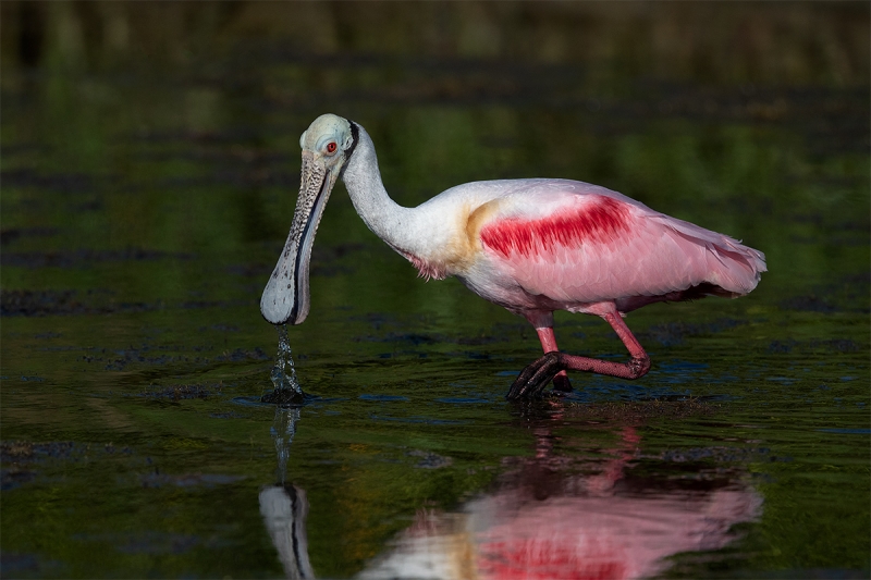 Roseate-Spoonbill-foraging-_MAI9496-Fort-DeSoto-Park,--Tierra-Verde,-FL