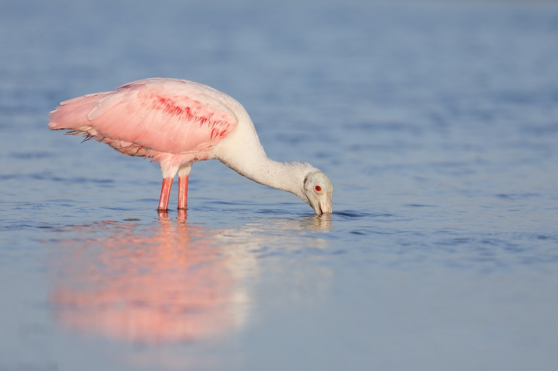 Roseate-Spoonbill-foraging-_P3A0624--Fort-DeSoto-Park,-FL