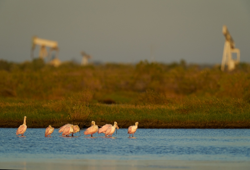 Roseate-Spoonbill-in-oilfield-pond-_A9B0442-Taylor-oilfields-High-Island-TX-1