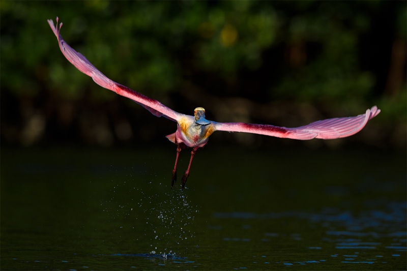 Roseate-Spoonbill-taking-flight-A-_DSC0456-Alafia-Banks-Tampa-Bay-FL