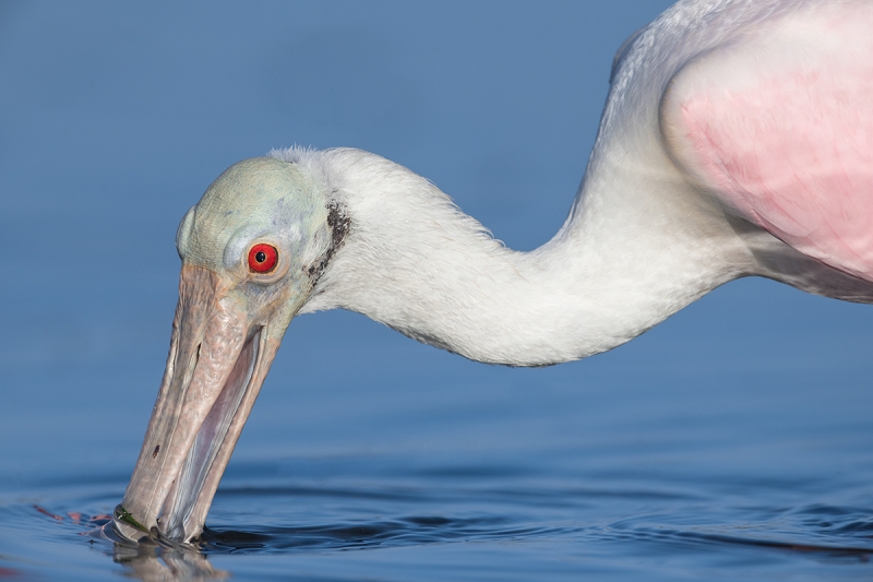 Roseate-Spoonbill-tight-head-feeding-_MAI9771Fort-DeSoto-Park,-Tierra-Verde,-FL