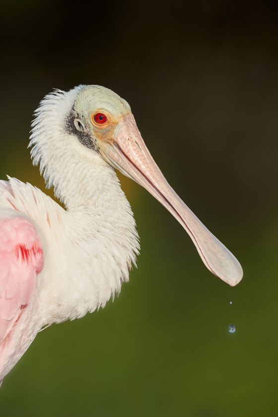 Roseate-Spoonbill-tight-w-water-droplets-_7R47344-Fort-DeSoto-Park-FL-1