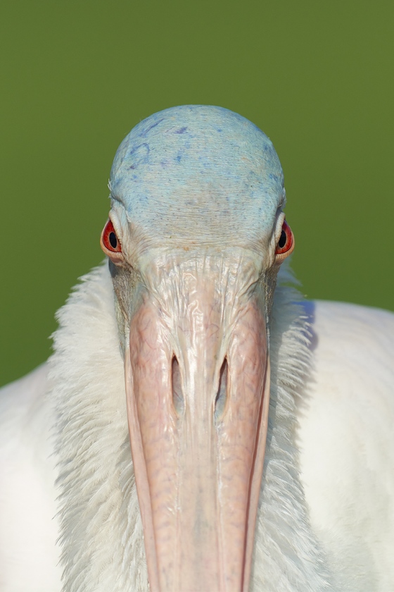 Roseate-Spoonbill-with-ruff-2-X-3-_7R46802-Fort-DeSoto-Park-FL-3