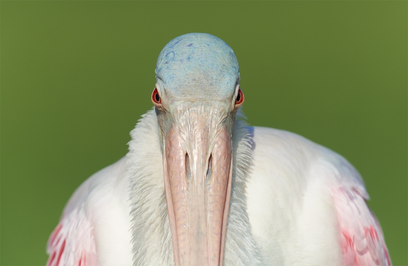 Roseate-Spoonbill-with-ruff-boxy-tight-_7R46802-Fort-DeSoto-Park-FL-3