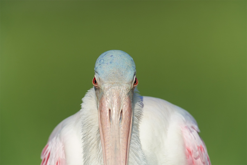 Roseate-Spoonbill-with-ruff-full-frame-_7R46802-Fort-DeSoto-Park-FL-3