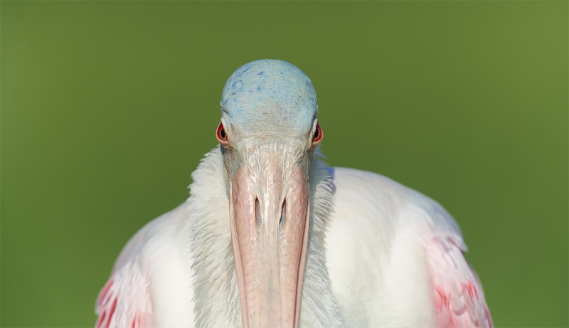 Roseate-Spoonbill-with-ruff-pano-_7R46802-Fort-DeSoto-Park-FL-3