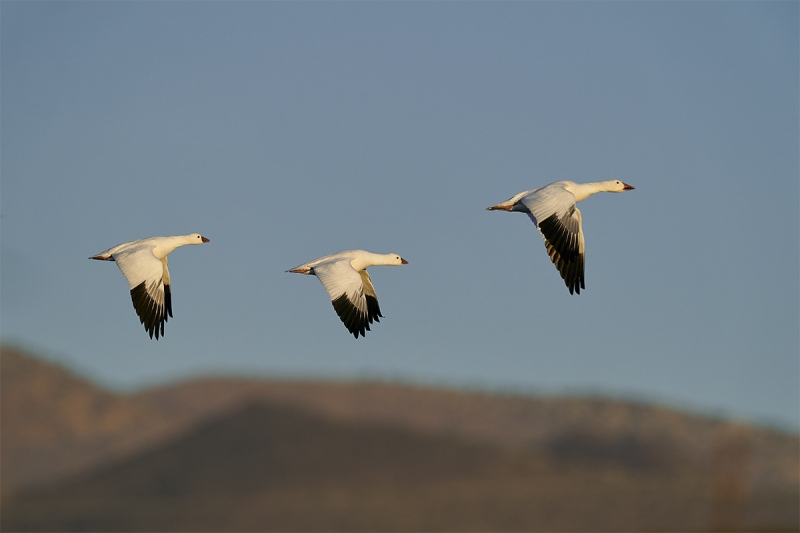 Rosss-Geese-trio-in-flight-_A920773-Bosque-del-Apache-NWR-San-Antonio-NM-1