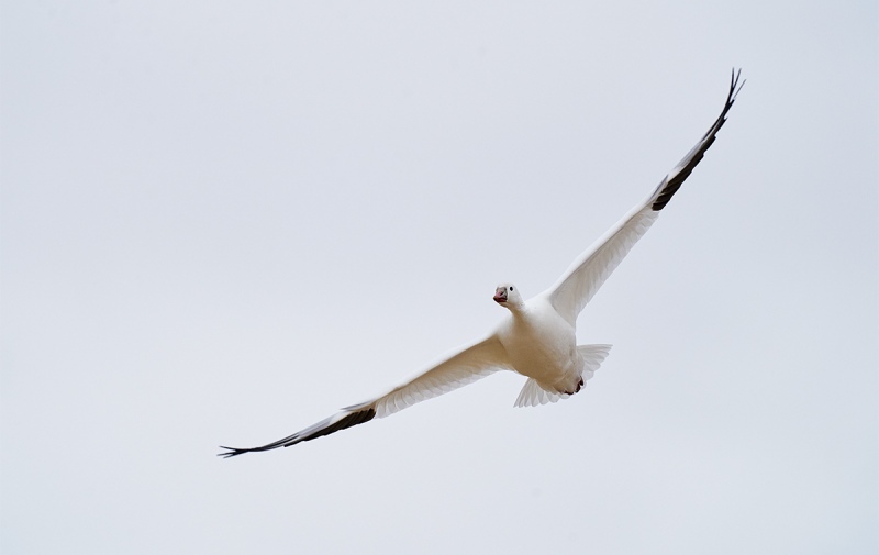 Rosss-Goose-angled-flight-1200mm-_A924131-Bosque-del-Apache-NWR-San-Antonio-NM-1