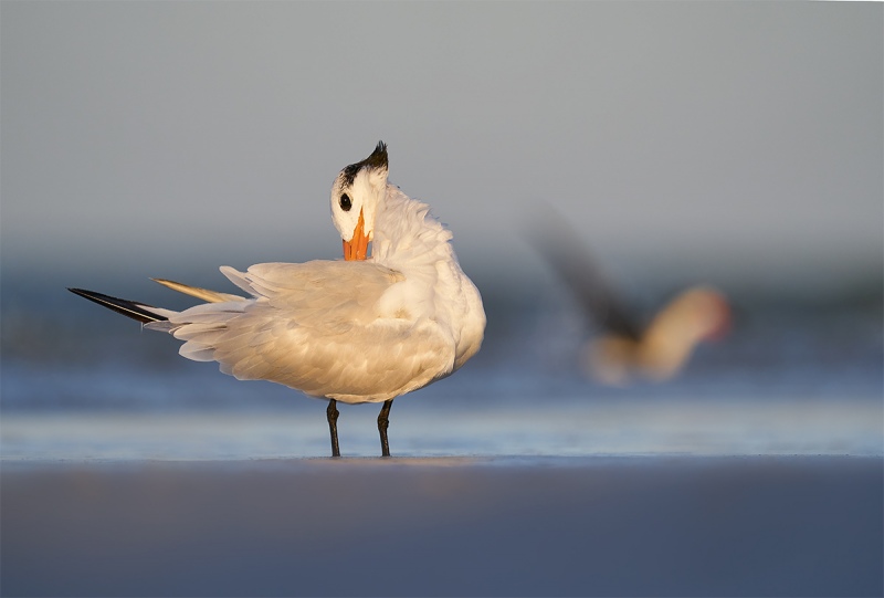 Royak-Tern-preening-Black-Skmmer-bathing-_A9B2402-Fort-DeSoto-Park-FL-1