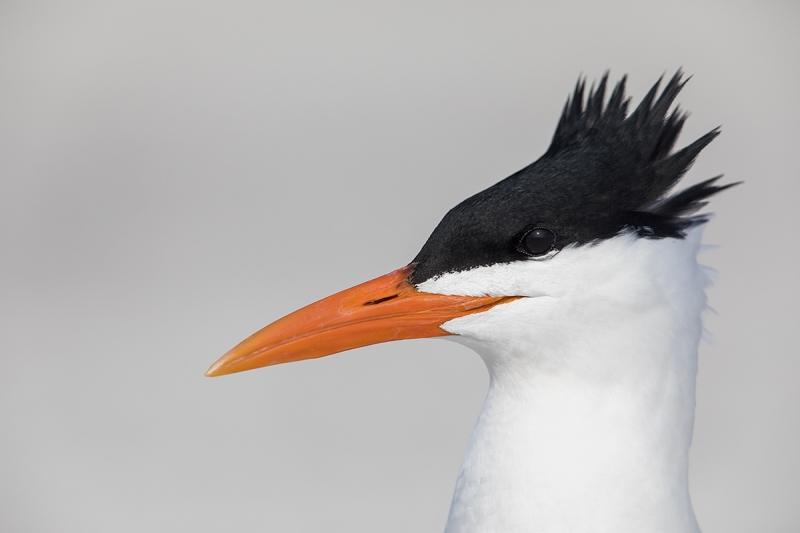 Royal-Tern-breeding-plumage-shaggy-head-portrait-_W5A4340-Fort-DeSoto-Park,-Tierra,-Verde,-FL
