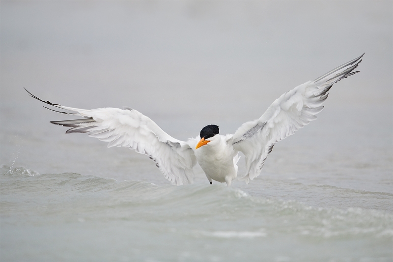 Royal-Tern-flapping-after-bath-_BUP3255--Fort-DeSoto-Park,-Tierra-Verde-FL-1