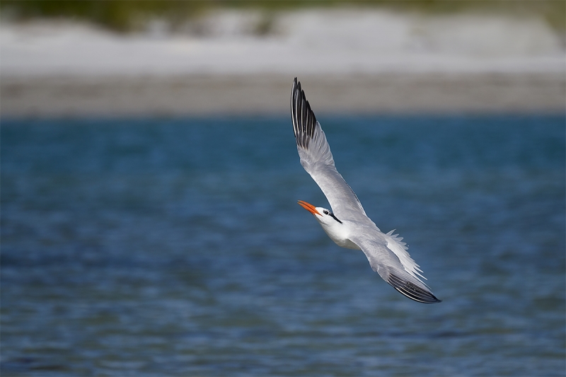 Royal-Tern-in-flight-_A7R0746--Fort-DeSoto-Park,-Tierra-Verde-FL-1