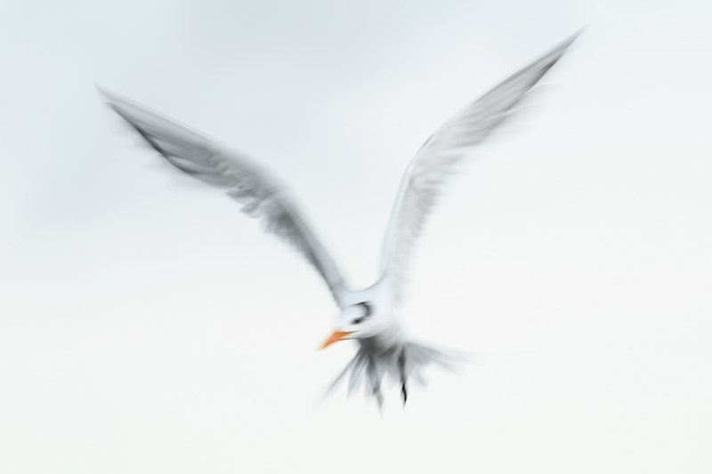 Royal-Tern-kiting-blur-WHITER-_DSC5717Fort-DeSoto-Park,-Tierra-Verde,-FL