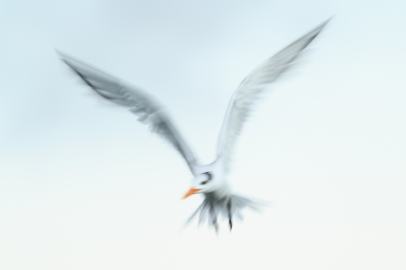 Royal-Tern-kiting-blur-_DSC5717Fort-DeSoto-Park,-Tierra-Verde,-FL