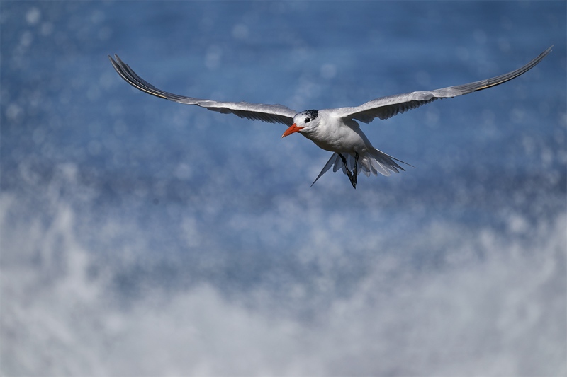 Royal-Tern-landing-_DSC4532-San-Diego-CA-1