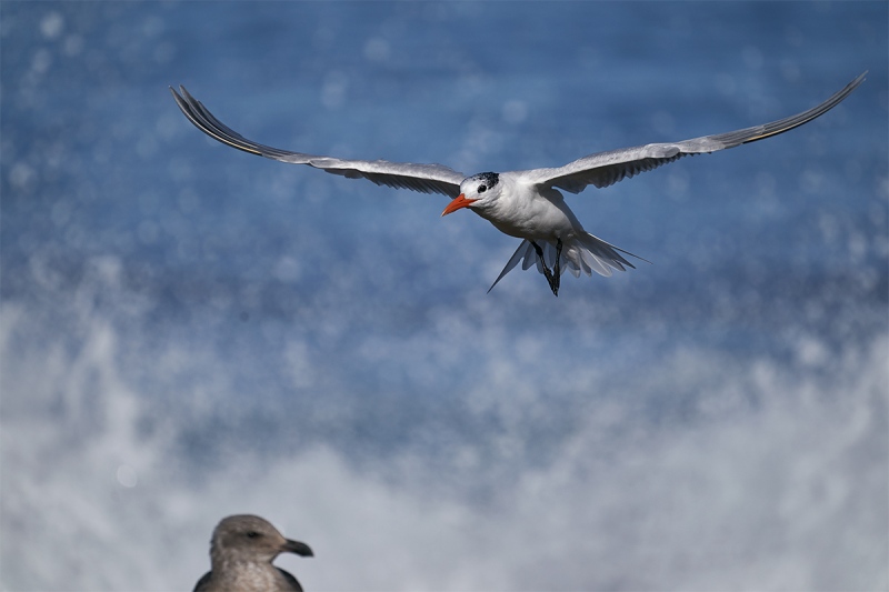 Royal-Tern-landing-with-imm-Western-Gull-watching-_DSC4532-San-Diego-CA-1