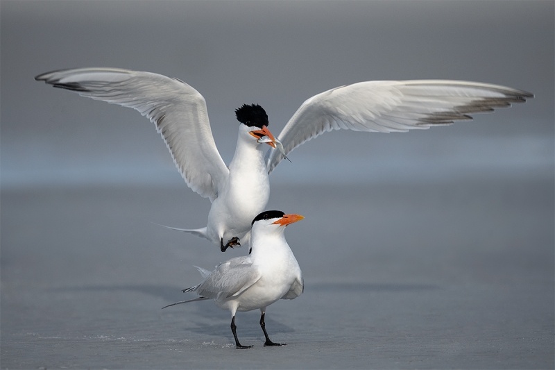 Royal-Tern-mounting-mate-_MAI0161-Fort-DeSoto-Park,--Tierra-Verde,-FL