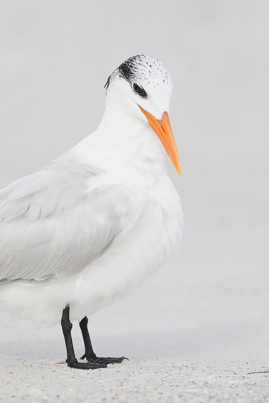 Royal-Tern-on-beach-_P3A8675--Fort-DeSoto-Park,-Pinellas-County,-FL