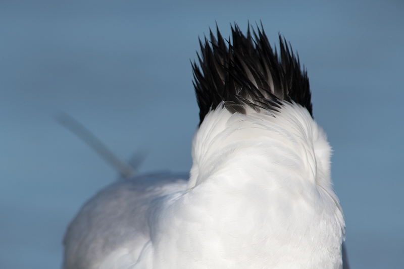 Royal-Tern-sleeping-LAYERS-_DSC7643--Fort-DeSoto-Park,-FL