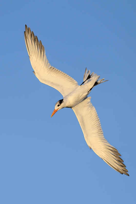 Royal-Tern-starting-dive-_DSC5802Fort-DeSoto-Park,-Tierra-Verde,-FL