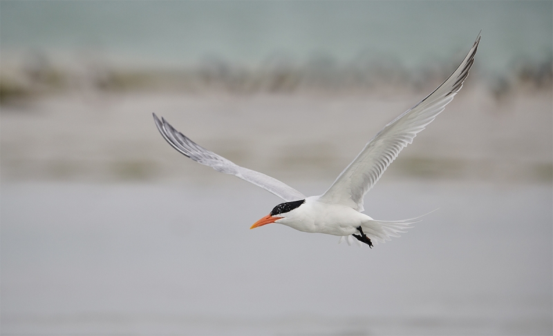 Royal-Tern-wings-up-flight-_BUP3099--Fort-DeSoto-Park,-Tierra-Verde-FL-1