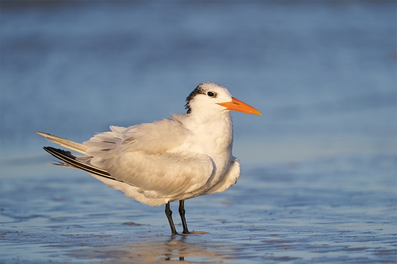 Royal-Tern-winter-plumage-adult-_A9B2477-Fort-DeSoto-Park-FL-1