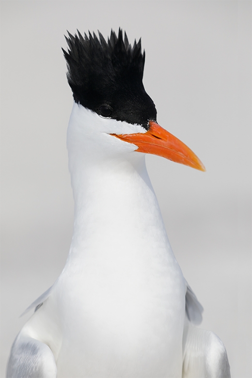 Royal-Tern-with-crest-raised