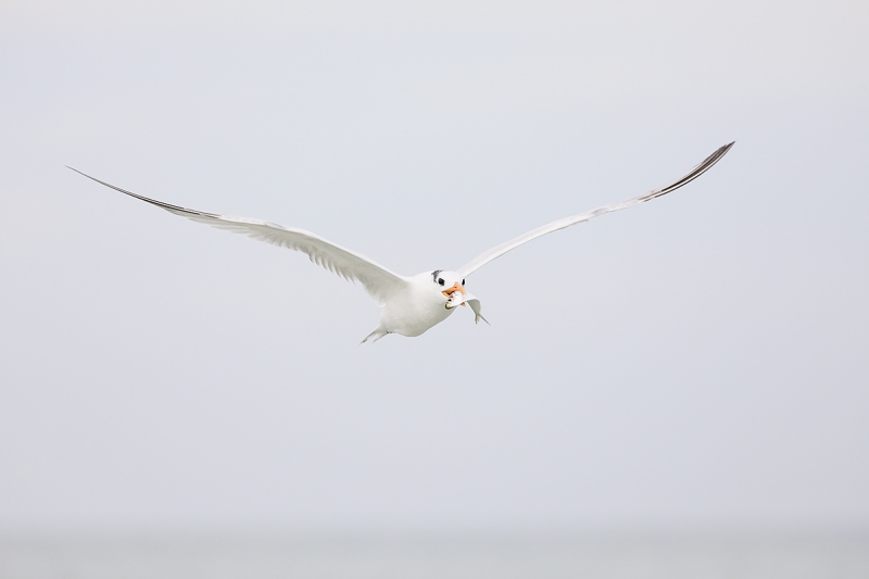 Royal-Tern-with-fish-_P3A8749--Fort-DeSoto-Park,-Pinellas-County,-FL