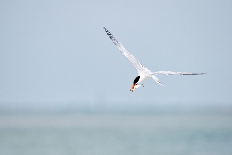 Royal-Tern-with-fish-for-mate-_BUP3133-Fort-DeSoto-Park-Tierra-Verde-FL-1