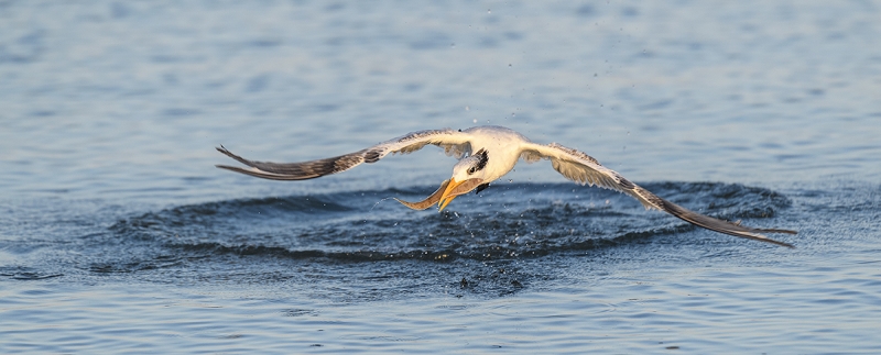 Royal-Tern-with-red-tide-flatfish-_DSC5827Fort-DeSoto-Park,-Tierra-Verde,-FL