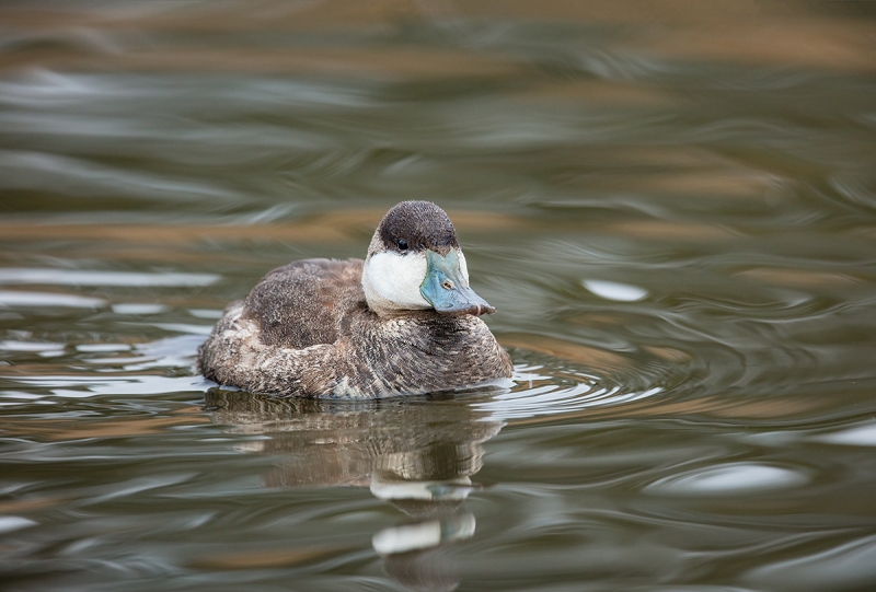 Ruddy-Duck-adult-winter-male-_R7A4548--Santee-Lakes,-CA