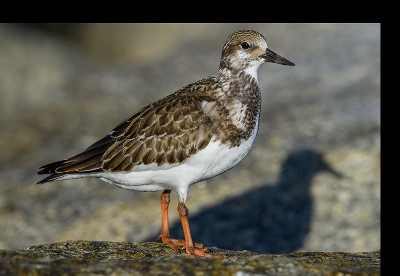 Ruddy-Turnstone-BEFORE-juvenile-w-canvas-added--_DSC6590Fort-DeSoto-Park,-Tierra-Verde,-FL