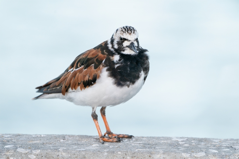 Ruddy-Turnstone-breeding-plumage-in-shade-_A9A9866-Fort-DeSoto-Park,--Tierra-Verde,-FL