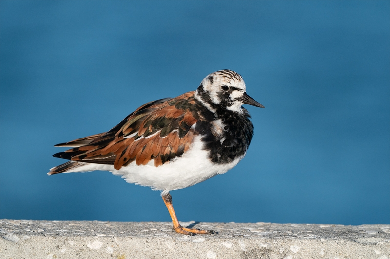 Ruddy-Turnstone-breeding-plumage-in-sun-_A9A9939-Fort-DeSoto-Park,--Tierra-Verde,-FL